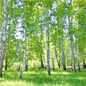 Fotótapéta Fürdőszoba Méretre öntapadós Erdő
