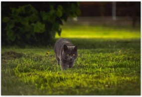 Poszterek 155x105 Cica Cicák