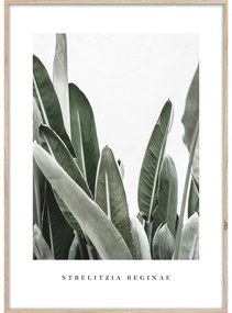 Kép 50x70 cm Strelitzia – Styler