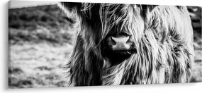 Kép - Highland - skót tehén (120x50 cm)