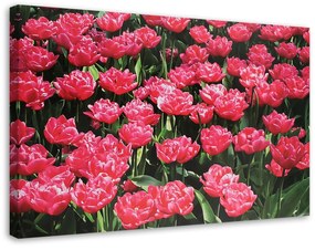 Gario Vászonkép Rózsaszín tulipánok a kertben Méret: 60 x 40 cm