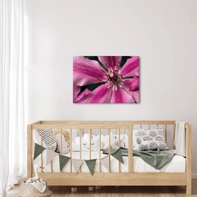 Rózsaszín flamingóvirág képe (70x50 cm)
