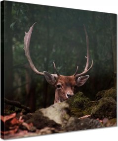 Vászonkép 30x30 Szarvas felszarvazott