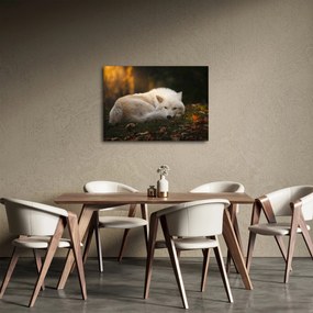 Kép - Pihenő farkas (70x50 cm)