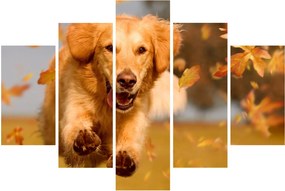 Kép - Golden Retriever (150x105 cm)