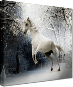 Vászonkép 20x20 Fehér paripa
