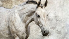 Fotótapéta Fehér Ló Elegancia és nyugalom 368x254 vinil +ragasztó