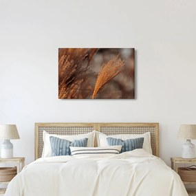 Kép - Cortaderia (90x60 cm)