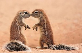 Művészeti fotózás Kissing ground Squirrels, AdelevSchalkwyk, (40 x 26.7 cm)
