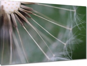 Vászonkép 120x80 Pitypang Virág Virágok