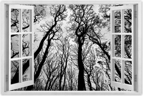 Poszterek 60x40 Erdő Fák Kilátás alulról