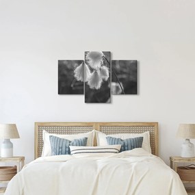 Kép - Cottongrass (90x60 cm)
