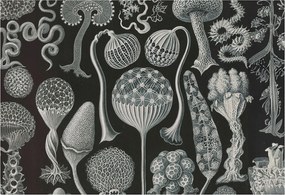 Divatos 3D Fali Tapéta Varázslatos Növények 152x104 Ragasztóval