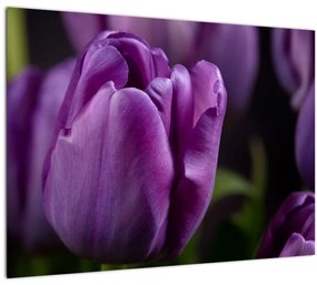 Tulipán vírág képe (üvegen) (70x50 cm)