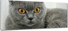 Vászonkép 100x40 Brit rövidszőrű macska