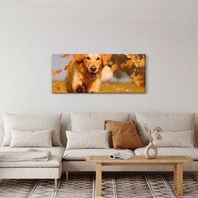 Kép - Golden Retriever (120x50 cm)