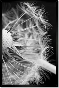 Poszterek keretben 40x60 Pitypang Virág Virágok