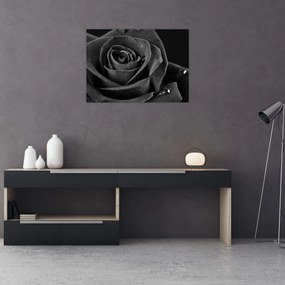 Kép - Bíborvörös rózsa (70x50 cm)