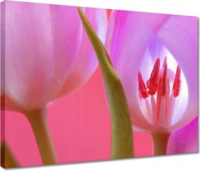 Vászonkép 40x30 Rózsaszín tulipán