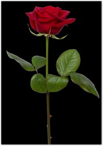 Poszterek 70x100 Nőnap Ajándék Love