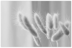 Kép - Nyuszi farok fű (90x60 cm)