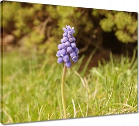 Vászonkép 50x40 Lila virág