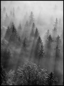 Fák erdő köd fekete-fehér poszter kép 15x21cm
