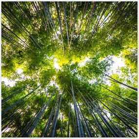 Poszterek 100x100 Bambusz trópusi erdő