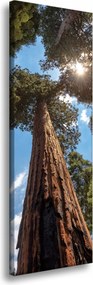Vászonkép Magas fák Ég Természet Nap 40x120 cm