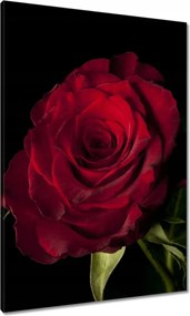 Vászonkép 70x100 Vörös rózsa