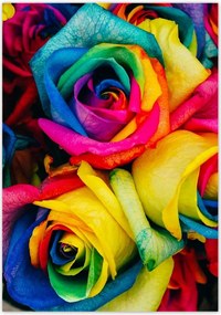 Poszterek 70x100 Színes rózsák Virágok