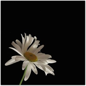 Poszterek 140x140 Fehér kamilla virág