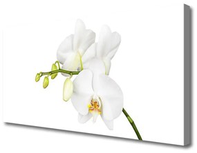 Vászonkép Orchidea virágok Természet 100x50 cm