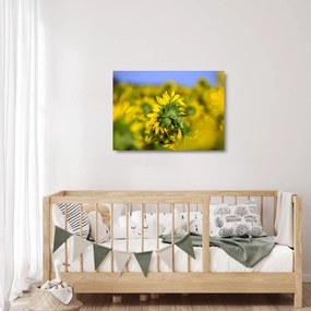 Napraforgó képe (üvegen) (70x50 cm)