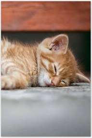 Poszterek 60x90 Cica-macska szépség