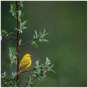 Poszterek 100x100 Madarak