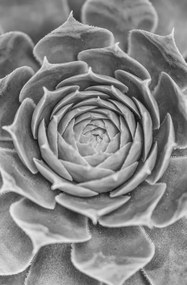 Poszter 53x81cm Közelkép pozsgásokról, Assaf Frank