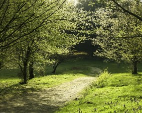Poszter 50x40cm Napfény a fák közötti ösvényen, Assaf Frank