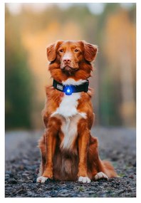 LED fény nyakörvre Blue - Orbiloc