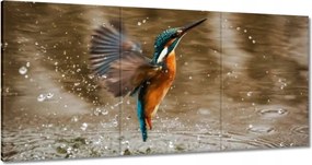 Vászonkép 180x90 Vízivó madár Madár