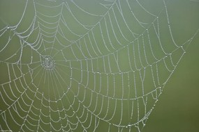 Poszter 30x20cm Pókháló, Assaf Frank