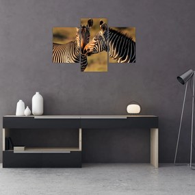 Kép - Két zebra (90x60 cm)