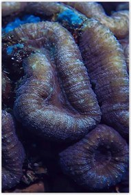 Poszterek 60x90 Vad természet az óceánban