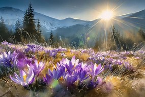 Fotótapéta Flizelina Hegyek Lengyel Tátra Elásott Krókuszok 368x254 ragasztó