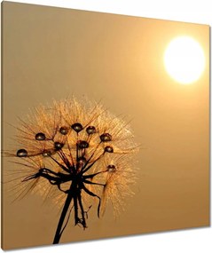 Vászonkép 90x90 Pitypang Virág Virágok