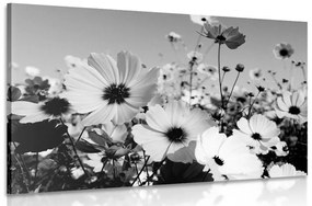 Kép tavaszi virágok réten fekete fehérben