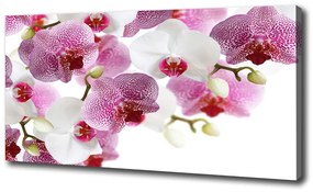 Vászonkép nyomtatás Orchidea oc-107506962