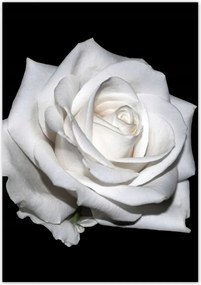 Poszterek 70x100 Rózsa Virág Virágok Rózsa