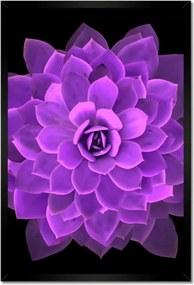 Poszterek keretben 40x60 Találkozás a virággal