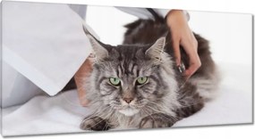 Vászonkép 115x55 Cica